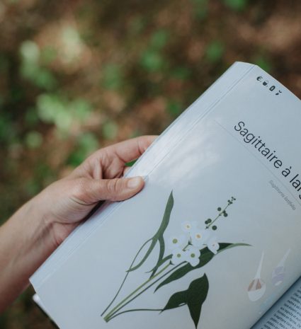 Page sur le sagittaire à larges feuilles dans un livre tenu en forêt