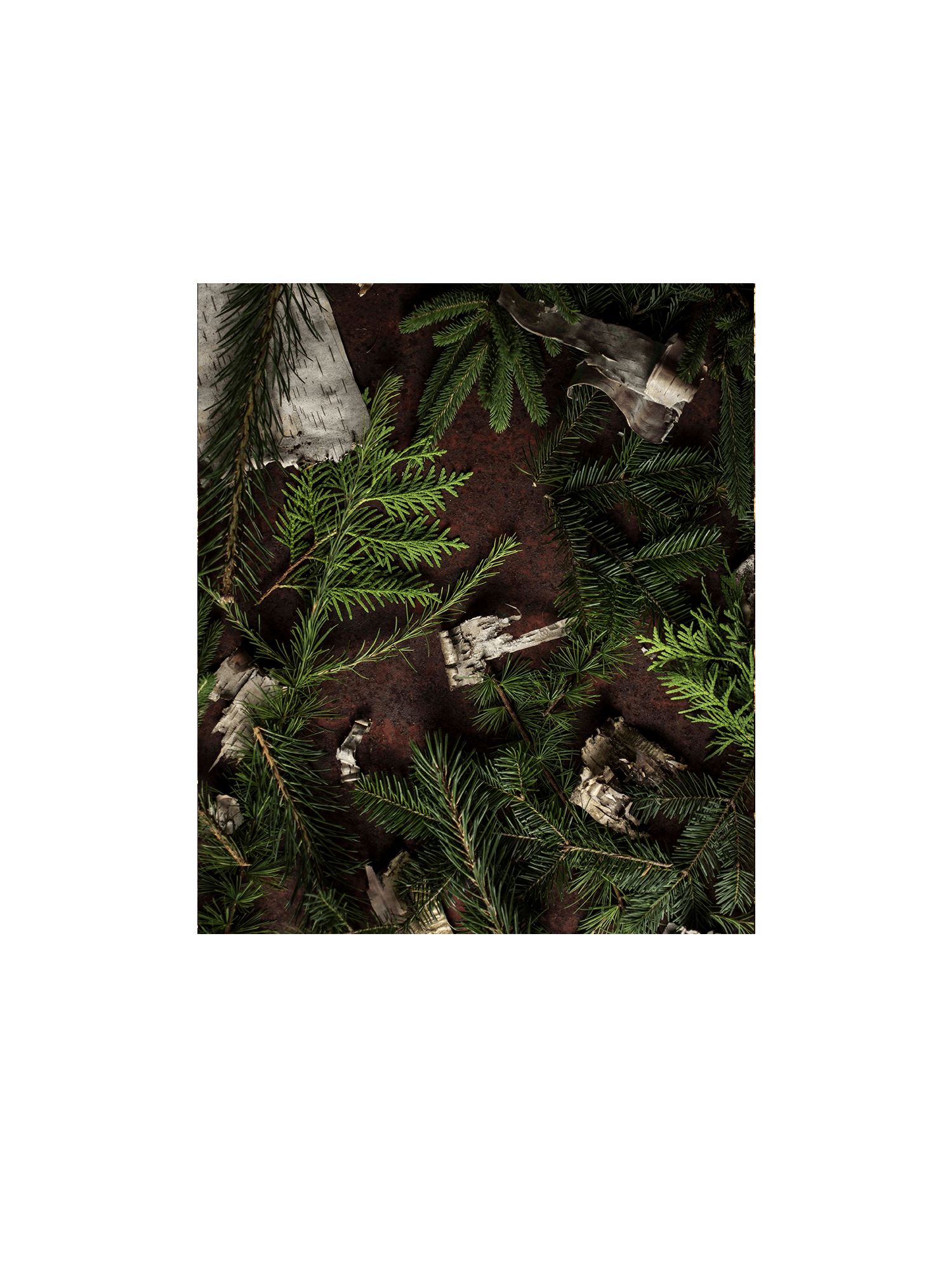 photo4_op Une saison en forêt – 5 webinaires sur la cueillette des plantes sauvages