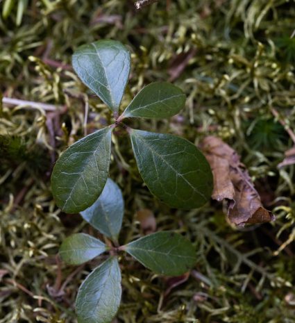 Feuilles de thé des bois sur un tapis de mousse