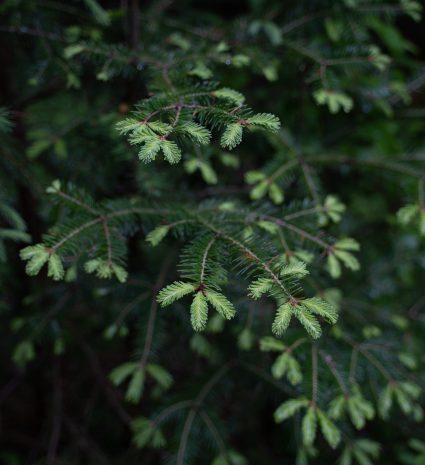 Pousses de sapin baumier sur des branches dans un sous-bois