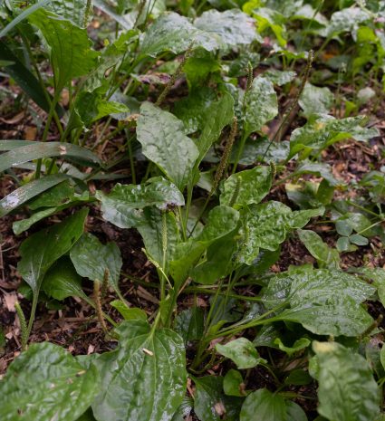 Plantain aux feuilles larges et aux épis dressés en sous-bois