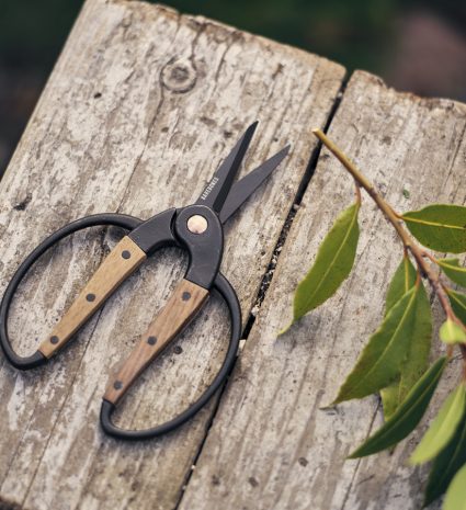 Ciseaux de cueillette ouverts sur une planche de bois près d’une branche feuillue