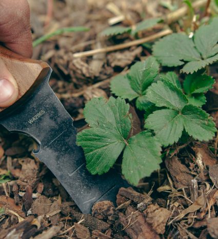 Couteau hori hori utilisé pour gratter le sol parmi les feuilles