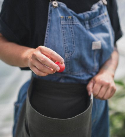 Petite baie rouge tenue au-dessus d’un sac de récolte porté à la taille