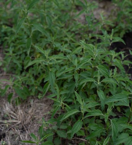 Orties aux feuilles dentelées dans une parcelle de plantes