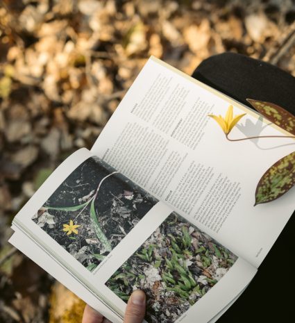 Livre Cueillir la forêt ouvert sur une plante à fleur jaune