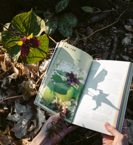 Livre Cueillir la forêt ouvert près d’un trille en sous-bois