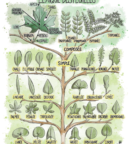 Fiche illustrée des formes de feuilles et de leurs noms