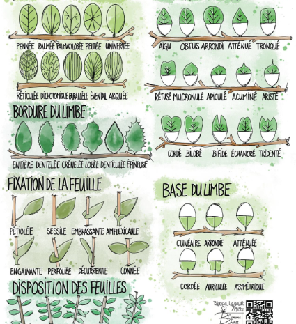 Fiche-lexique des feuilles avec dessins botaniques légendés