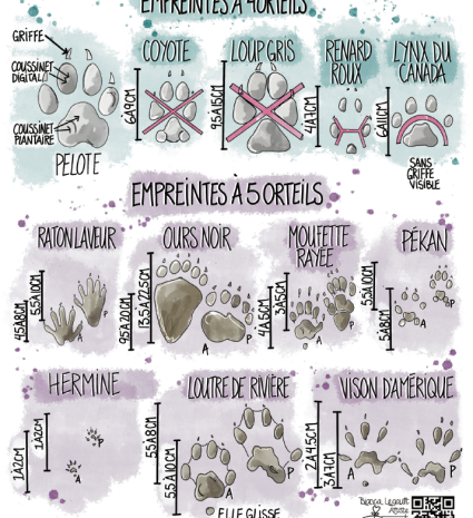 Fiche d’identification des pistes de mammifères avec empreintes dessinées