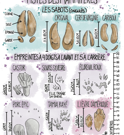 Fiche d’identification des pistes de mammifères avec empreintes dessinées
