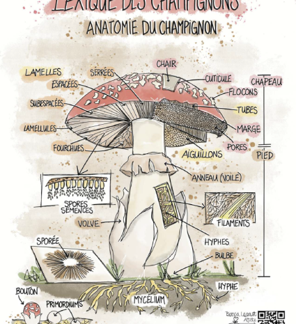 Fiche d’identification des champignons avec schéma de leur anatomie
