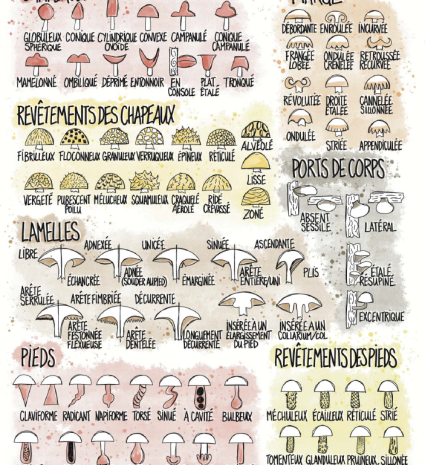 Lexique illustré des champignons sur une fiche de référence