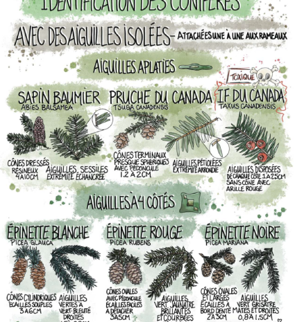 Fiche d’identification des conifères avec dessins de rameaux et de cônes