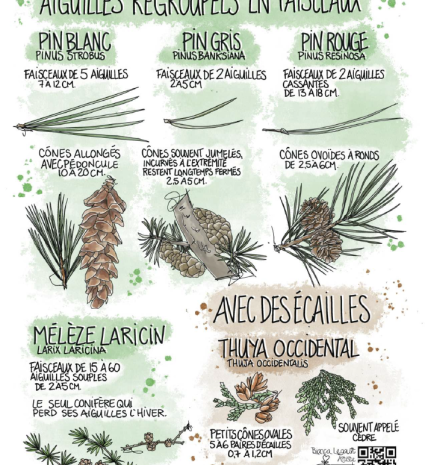 Fiche illustrée sur les conifères avec dessins de rameaux et de cônes