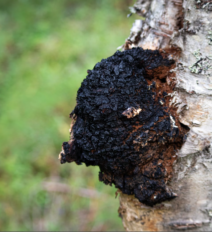 Chaga sauvage sur un tronc de bouleau en forêt