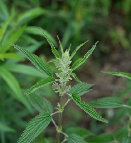 Plante à feuilles dentelées et fleurs pâles dans un sous-bois