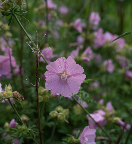 Fleurs roses couvertes de gouttes d’eau dans un massif feuillu
