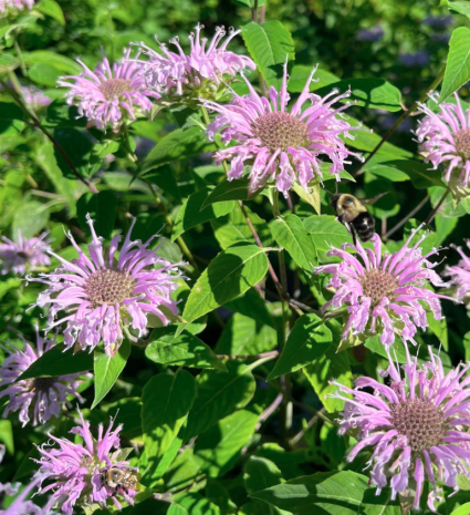 Fleurs de monarde avec des insectes dans un massif de feuillage