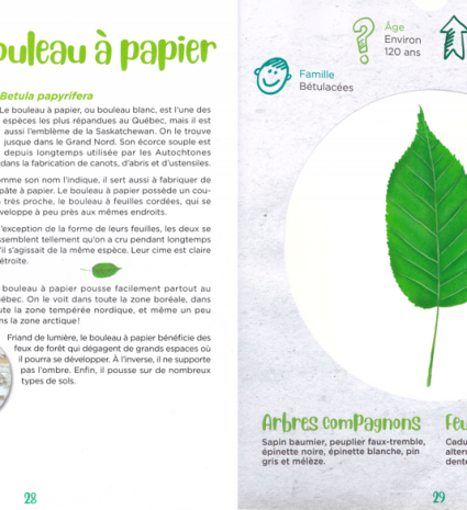 Feuille de bouleau à papier illustrée dans un herbier ouvert
