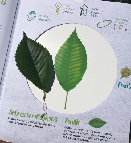 Page d'herbier avec feuilles d'arbre et repères botaniques