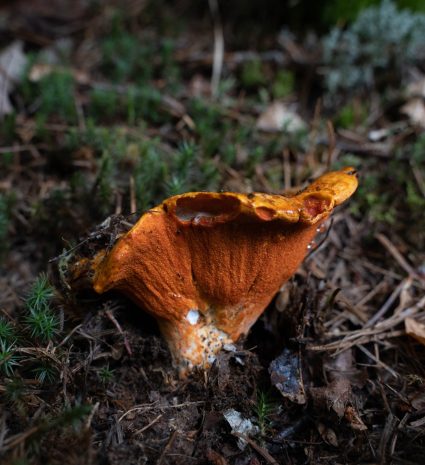 Champignon crabe orange qui pousse sur le sol d’une forêt