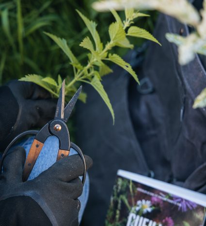 Sécateur de cueillette tenu près d'une plante, avec un livre sur la forêt