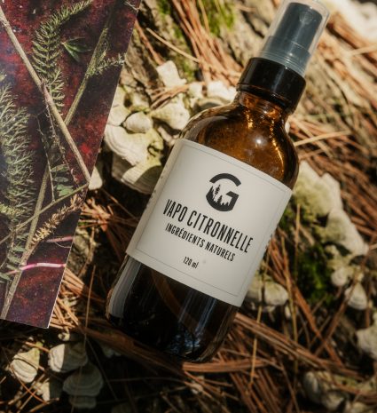 Vapo citronnelle sur des aiguilles et des feuilles sèches en forêt