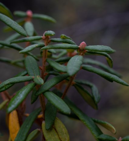 Thé du Labrador aux feuilles étroites et bourgeons rosés en forêt