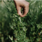 Main qui cueille du mélilot parmi les plantes d’un champ
