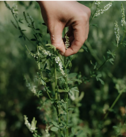 Main qui cueille du mélilot parmi les plantes d’un champ