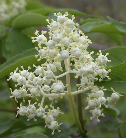 Fleurs de sureau rouge en grappes parmi les feuilles