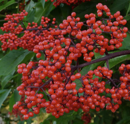 Grappes de baies de sureau rouge sur des branches feuillues