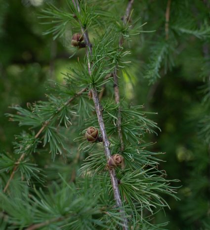 Branche de mélèze laricin avec des cônes dans le feuillage