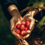 Pommettes sauvages dans des mains au-dessus d’un panier tressé