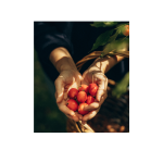Pommettes sauvages rouges dans des mains en forêt