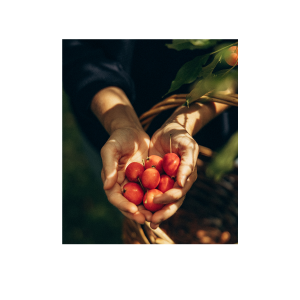 Pommettes sauvages rouges dans des mains en forêt