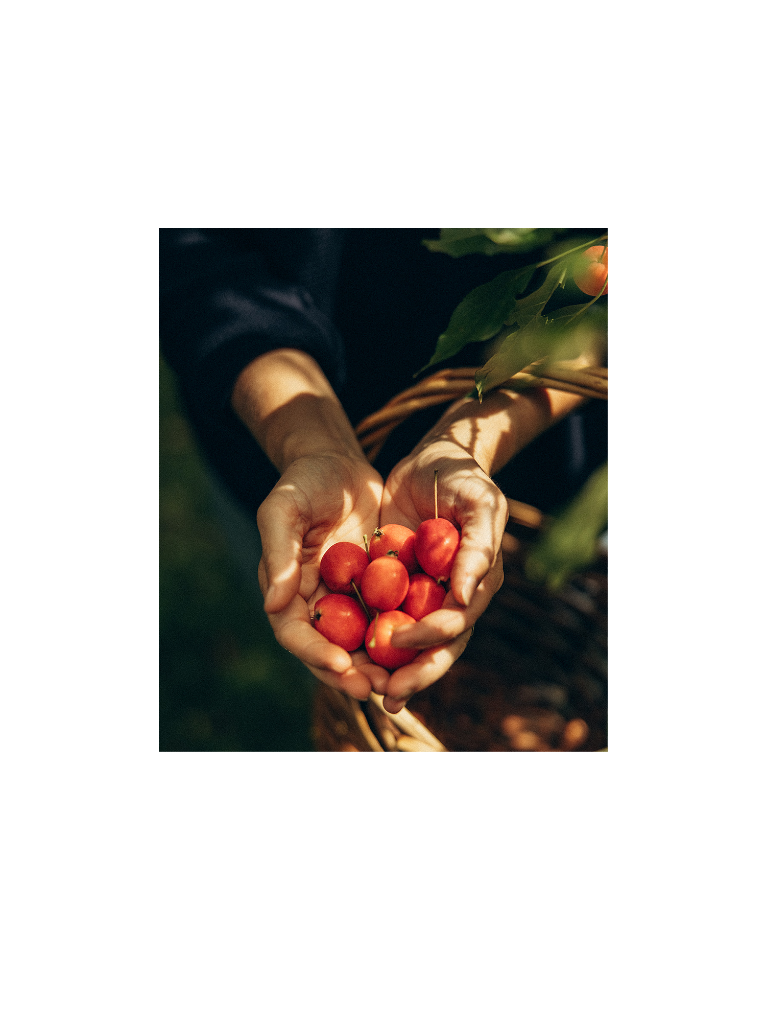 Gelée de pommettes sauvages au mélilot