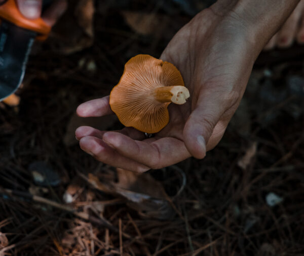 Champignon orange dans une main en forêt