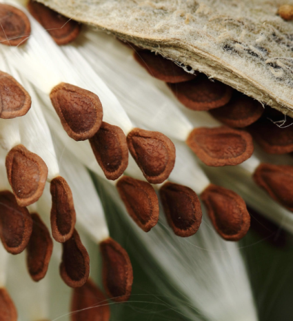 Graines d'asclépiade commune suspendues à leurs fibres soyeuses