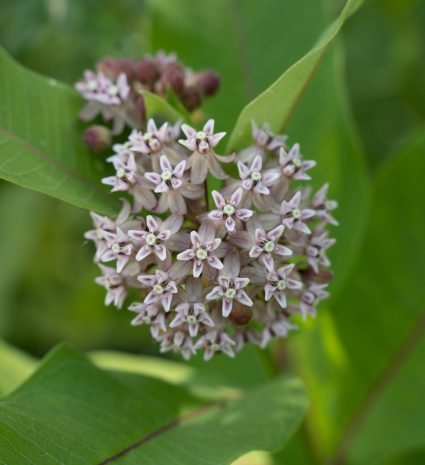 Fleurs d’asclépiade commune parmi les feuilles