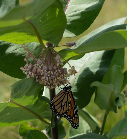 Papillon monarque sous une grappe de fleurs d’asclépiade
