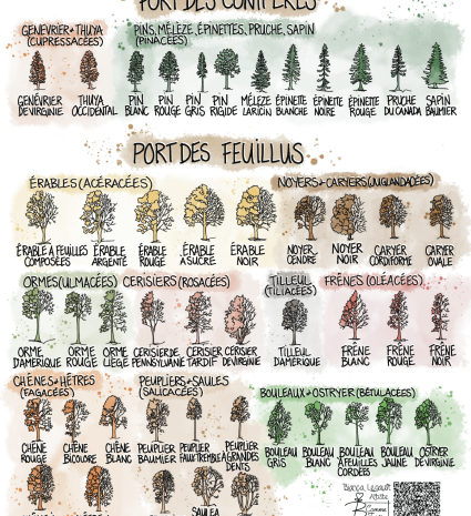Fiche d’identification des conifères et des feuillus sur une affiche
