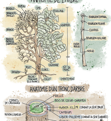 Fiche illustrée sur l’anatomie de l’arbre avec schémas annotés