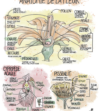 Schéma d’anatomie de la fleur avec cypripède acaule et pissenlit