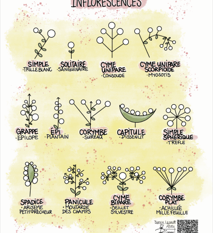 Schémas d’inflorescences avec légendes sur une fiche botanique