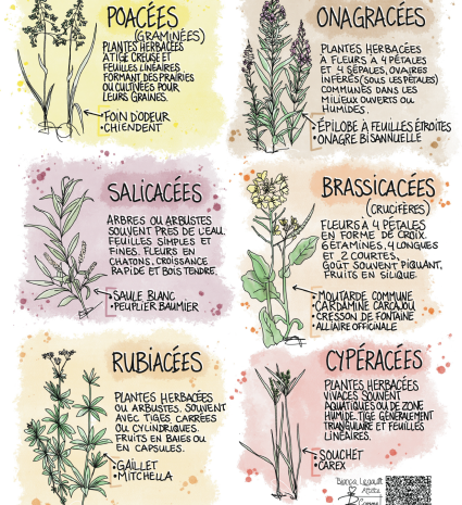 Fiche des familles botaniques avec dessins de plantes et notes d’identification