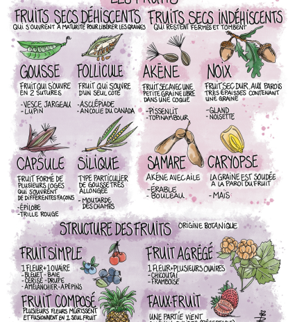 Fiche illustrée sur l’anatomie des fruits avec dessins botaniques