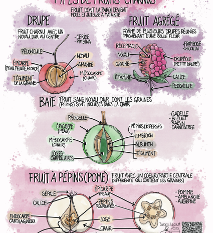 Fiche illustrée sur l’anatomie des fruits charnus