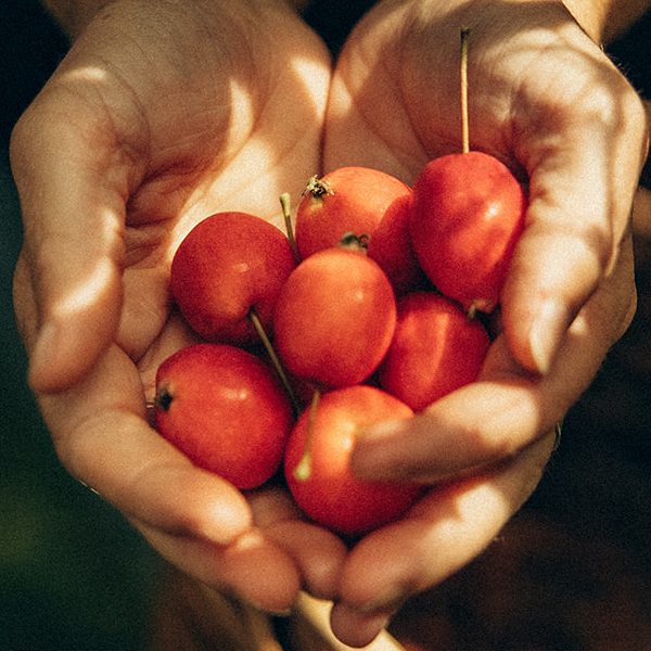 Pommettes sauvages dans des mains au-dessus d’un panier tressé